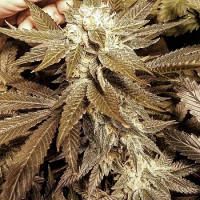 G.I. Joe - Regular - The Captain's Connection Seed Co