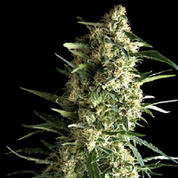 Pyramid Seeds Auto Galaxy Feminized