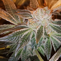 Connoisseur Genetics Seeds Strawberry N Mango Jones Feminized