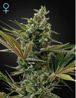 Green House Seeds Super Lemon Haze Autoflowering CBD Feminized