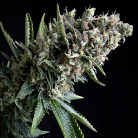 Pyramid Seeds Nefertiti Feminized