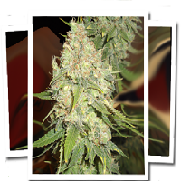 Emerald Triangle Seeds Blackberry OG Feminized
