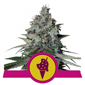 Cookies Gelato - Feminized - Royal Queen Seeds