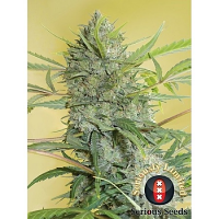 Serious Seeds Serious Happiness Regular