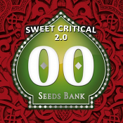 Sweet Critical 2.0 - Feminized - OO Seeds