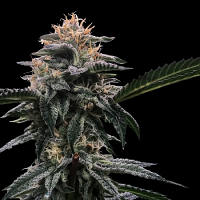 Banana Sorbet (Sorbet Collection) - Feminized - DNA Genetics Seeds