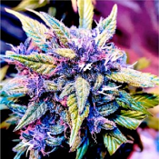 Blackberry Rocks - Feminized - BSB Genetics