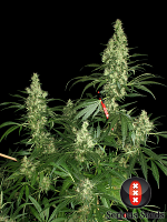 Serious Seeds Kali Mist Feminized