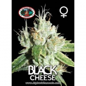 Black Cheese - Feminized - Big Buddha Seeds