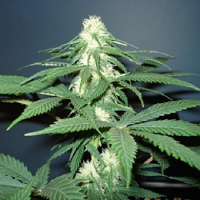 Master Kush – Feminized – Nirvana Seeds