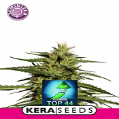 Top 44 - Feminized - Kera Seeds
