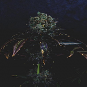 Surf'n'Turf - Feminized - Pilchard's Caviar Bodega