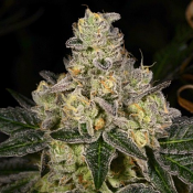 Dosi-Cake - Regular - Archive Seeds