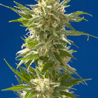 Spliff Seeds AK Regular (Silver)