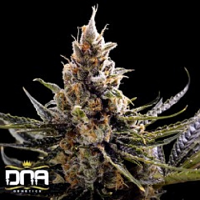 24K Gold – Feminized – DNA Genetics