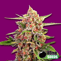 Bomb Seeds Cherry Bomb Feminized