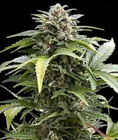 Dutch Passion Seeds Taiga #2 Auto Feminized