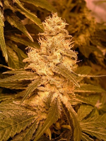 Female Seeds Auto Kush Feminized