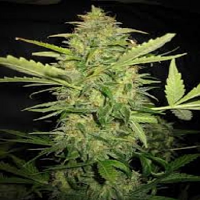 Bulk Seeds Auto Lemon Skunk Feminized