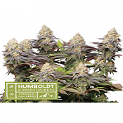 Superior Panty Punch - Feminized - Seedstockers