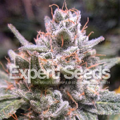 Expert Gorilla Auto – Feminized – Expert Seeds