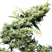 Jamaican Pearl - Feminized - Sensi Seeds