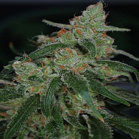 TGA Subcool Seeds Apollo-13 BX Regular