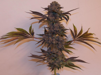 Connoisseur Genetics Seeds OG Chem Cookies Regular