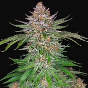Strawberry Pie Auto - Feminized - Fast Buds