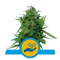 Solomatic CBD – Feminized – Royal Queen Seeds