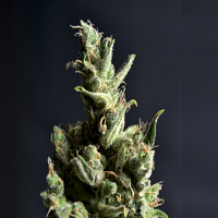 CBD Seeds Amnesia Feminized