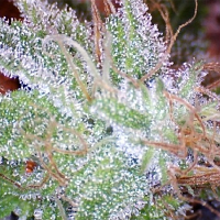Ice – Feminized – Nirvana Seeds