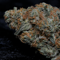 Big Head Seeds Big Head Confidential Feminized