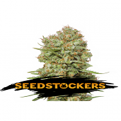 Green Crack - Feminized - Seed Stockers