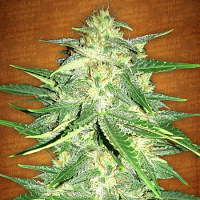 Lemon AK Auto – Feminized – Fast Buds