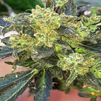 Cali Connection Seeds Boss Hogg Feminized