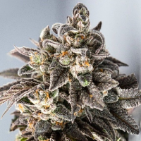Good Buzz Genetics Bulk Seeds Girl Scout Cookies Feminized