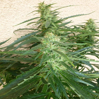 Flash Seeds Spacer Super Auto Feminized