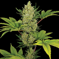 Barney's Farm Seeds Auto Blueberry Cheese Feminized