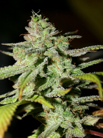 Connoisseur Genetics Seeds Original Diesel Haze Feminized