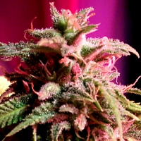 Holy Smoke Seeds Strawberry StarDawg Feminized