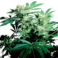 Skunk Kush – Regular – Sensi Seeds
