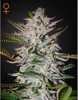 Green House Seeds Holy Punch Feminized