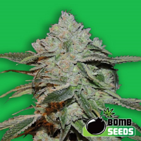 Bomb Seeds Atomic Feminized