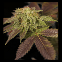 House of the Great Gardener Seeds René Feminized