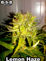 Lemon Haze - Feminized - BSB Genetics