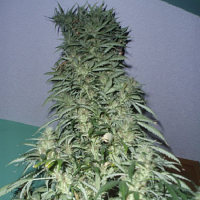 Shortstuff Seeds Super Stinky Super Auto Feminized
