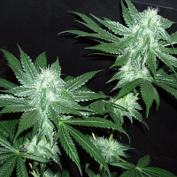 Cali Connection Seeds Italian Ice The Gold Line Feminized