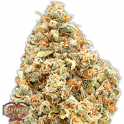Monster Profit - Feminized - Heavyweight Seeds