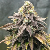 Cali Mango Mass - Feminized - Critical Mass Collective